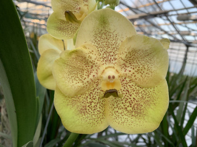 Vanda Golden Sunrise (in Blüte/Knospe)