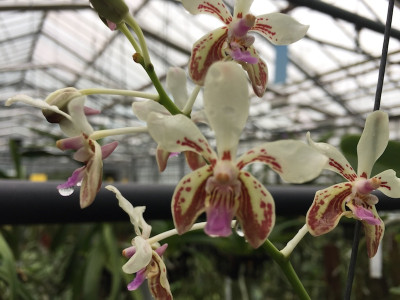 Vanda lamellata (fast blühstark)