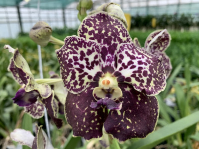 Vanda Mahony (in Blüte/Knospe)