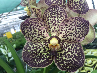 Vanda Maroon Spots (in Blüte/Knospe)