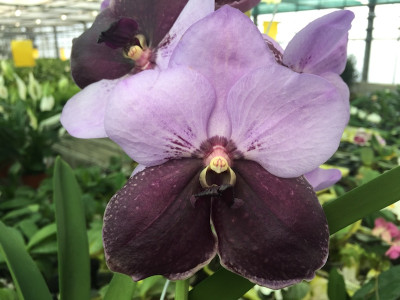 Vanda Lavendel Perfect | Orchideen-Wichmann.de - Highest horticultural  quality and experience since 1897