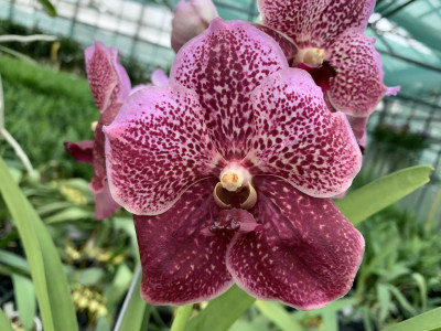 Vanda Purple Spotty (in Blüte/Knospe)