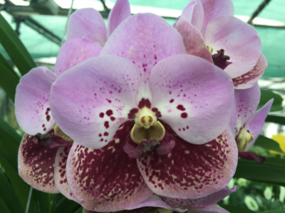 Vanda sanderiana 'Tears'