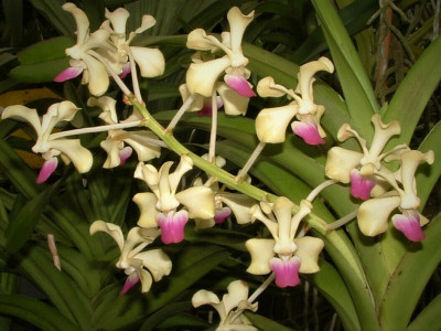 Vanda ustii