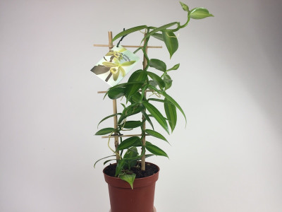 Vanilla planifolia 'variegata' (Rankegitter) - Real Vanilla plant