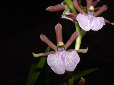 Zygopetalum triste