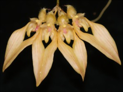 Bulbophyllum annandalei