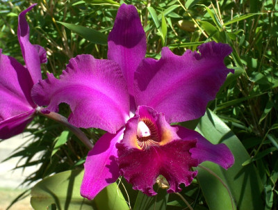 Cattleya Ivanhoe