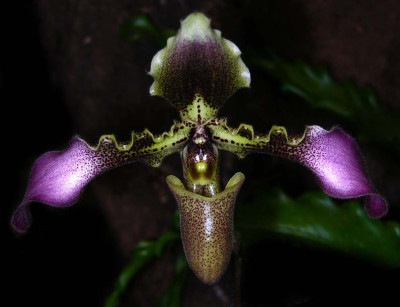 Paphiopedilum hirsutissimum 'chiuwanum'