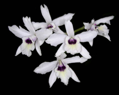 Laelia rubescens