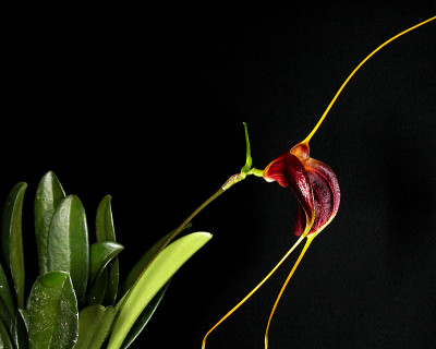Masdevallia lata