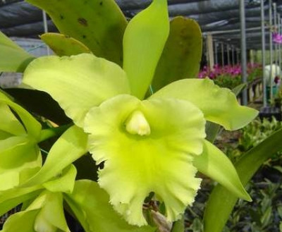 Brassolaeliocattleya Port of Paradise 'Emerald Isle FCC/AOS