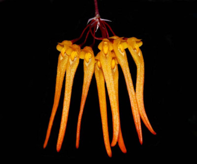 Bulbophyllum thaiorum