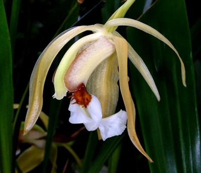 Coelogyne lawrenceana