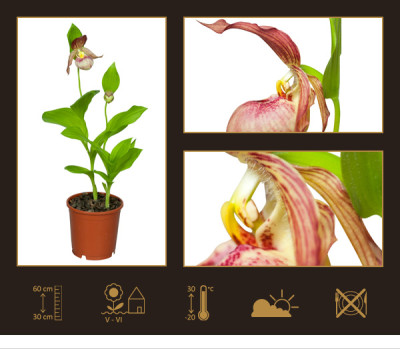 Cypripedium Kentucky Pink