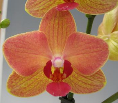 Phalaenopsis Florida (2 Blütenrispen)