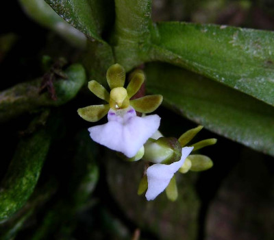 Trichoglottis triflora