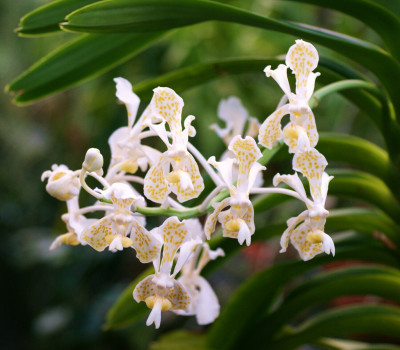 Vanda tricolor 'suavis alba'