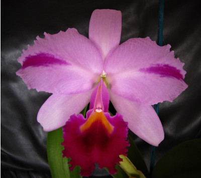 Cattleya trianae 'mooreana'