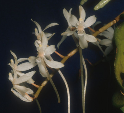 Aerangis stylosa