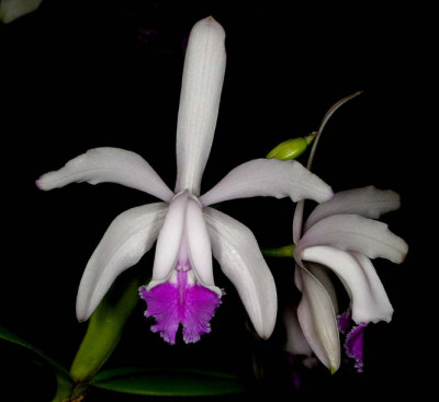 Cattleya intermedia