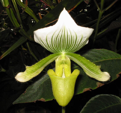 Paphiopedilum Maudiae 'AMCO' (1 Stiel)