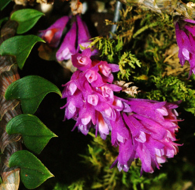 Dendrobium dichaeoides