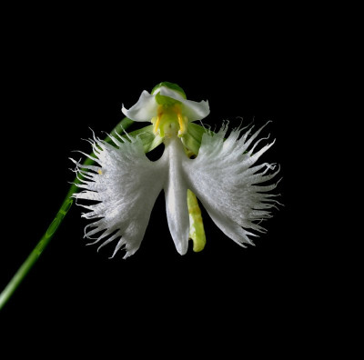 Habenaria radiata