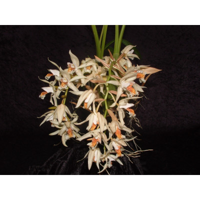 Coelogyne asperata