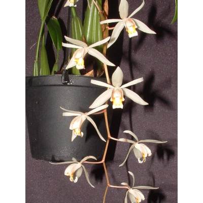 Coelogyne flaccida