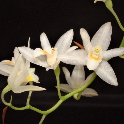 Coelogyne flexuosa