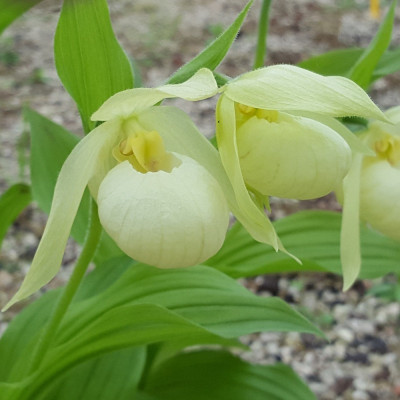 Cypripedium Michael White