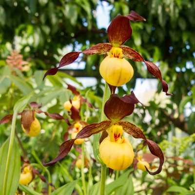 Cypripedium Hank Small