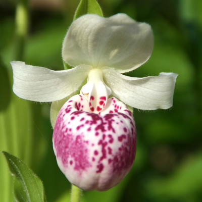 Cypripedium Ulla Silkens (mit neuem Austrieb)