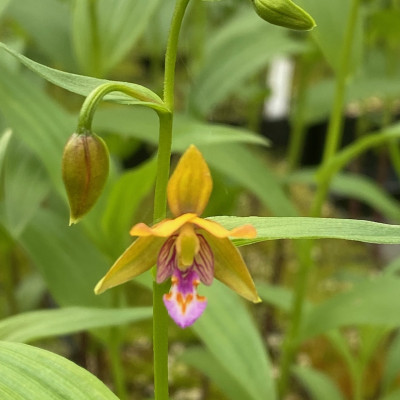 Epipactis thunbergii 'Yellow' (abgeblüht / pflanzbereit)