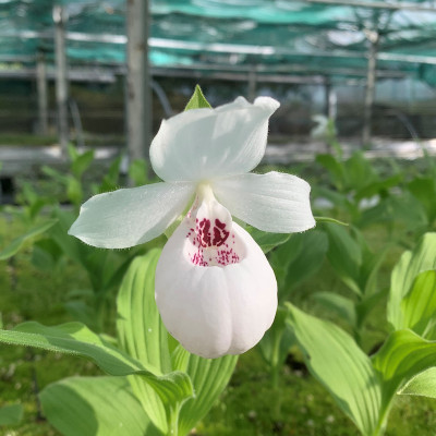 Cypripedium flavum x reginae alba (abgeblüht / pflanzbereit)