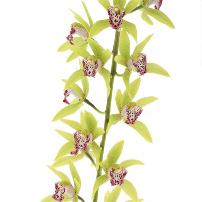 Cymbidium Cascade 'Cliff Hutchings'