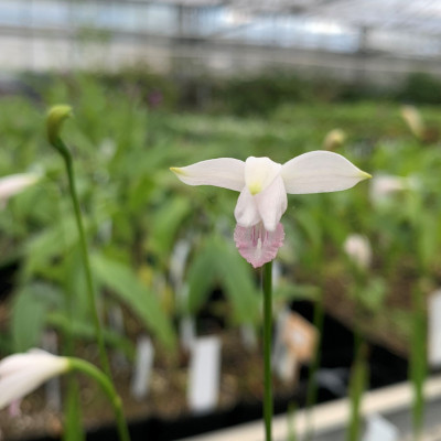 Eleorchis japonica 'alba'