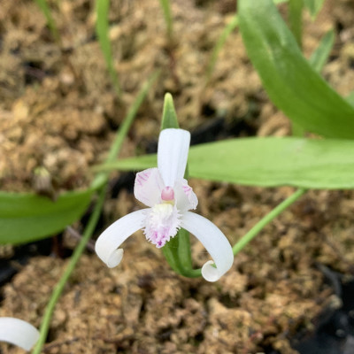 Pogonia japonica 'alba'