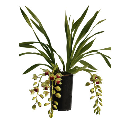 Cymbidium Jaina