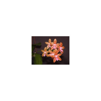 Phalaenopsis lueddemaniana 'deltonii' (Jgpfl.)