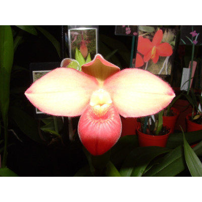 Phragmipedium Ichy Tower x klotzscheanum