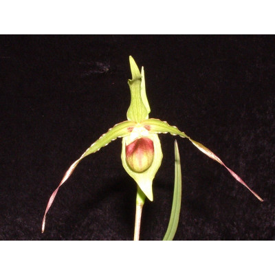 Phragmipedium Roethianum