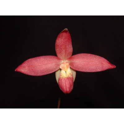 Phragmipedium Sergeant Jason