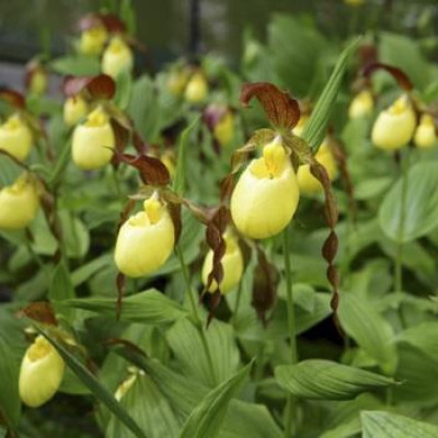 Cypripedium Lothar Pinkepank