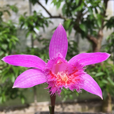 Pleione Marco Polo (abgeblüht / pflanzbereit)