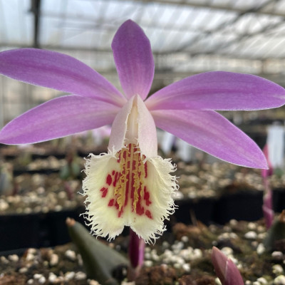 Pleione San Salvador x Eiger To Be