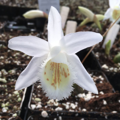 Pleione Glacier Peak (abgeblüht, pflanzbereit)