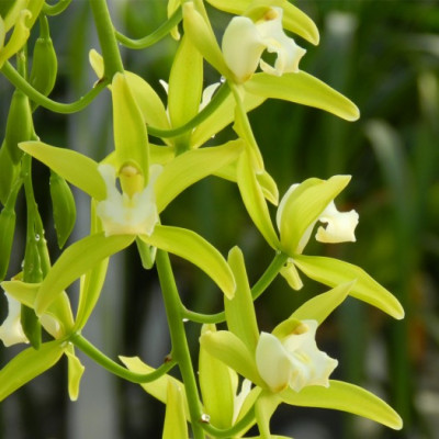 Cymbidium Pumilow (2-3 Rispenansätze)