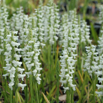 Spiranthes cernua